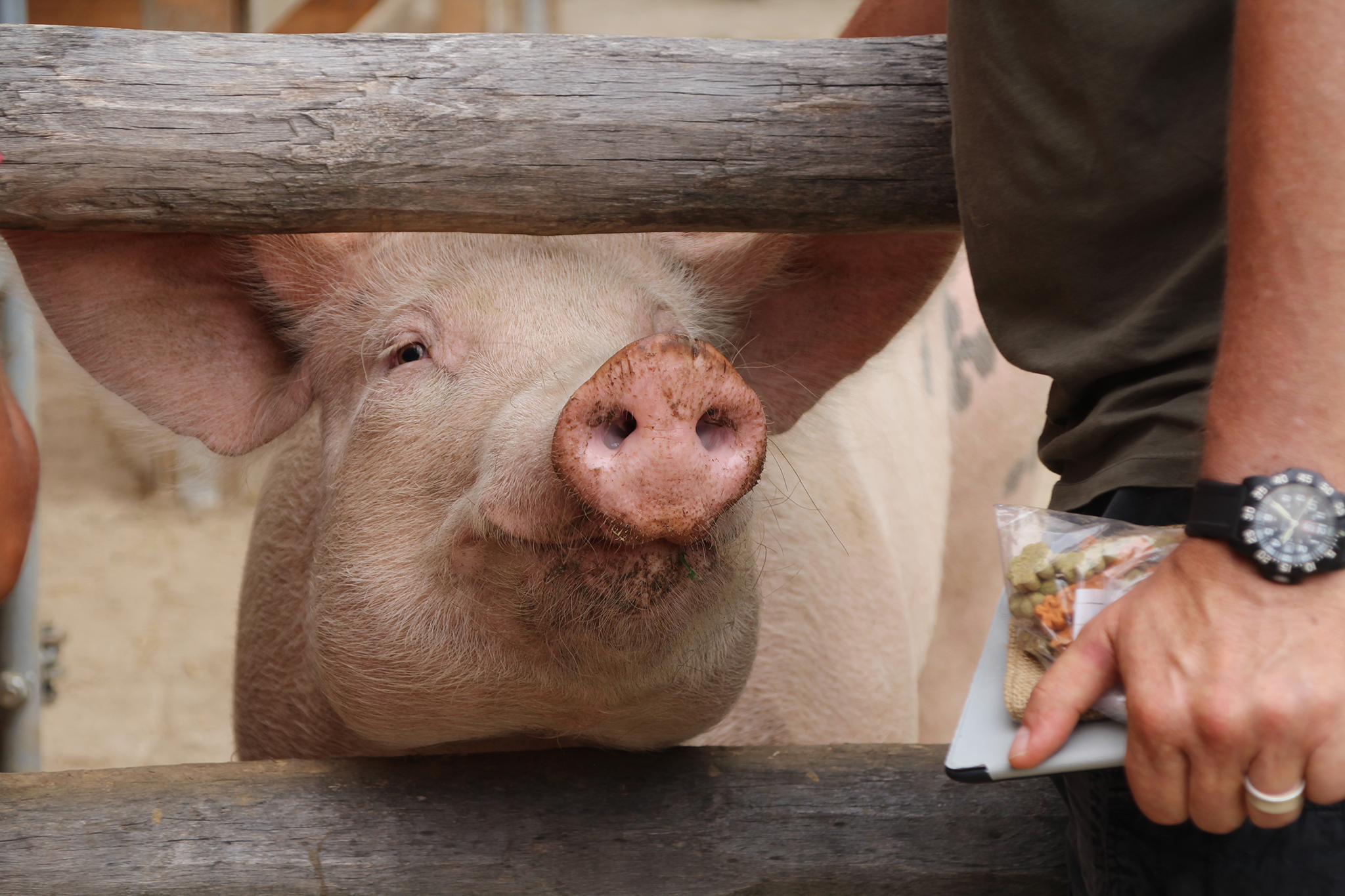 Schweine leben lassen